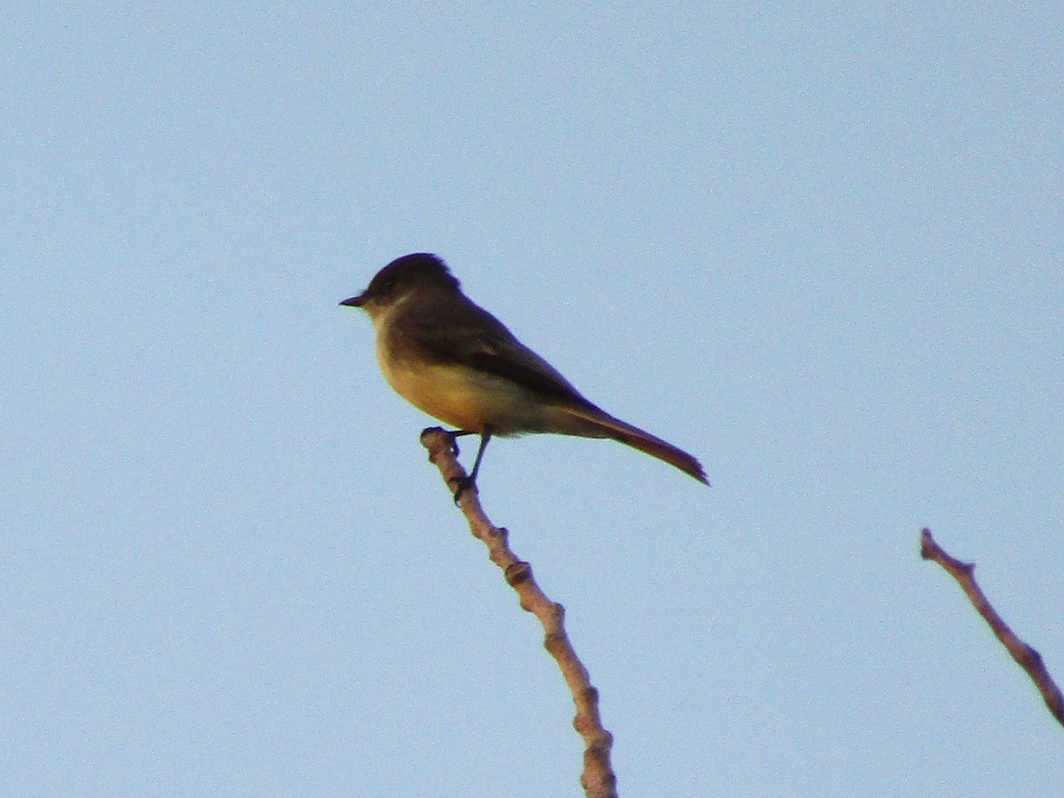 Eastern Phoebe - ML642668117
