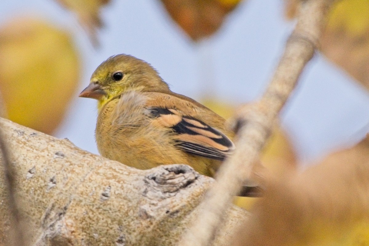 American Goldfinch - ML642668118