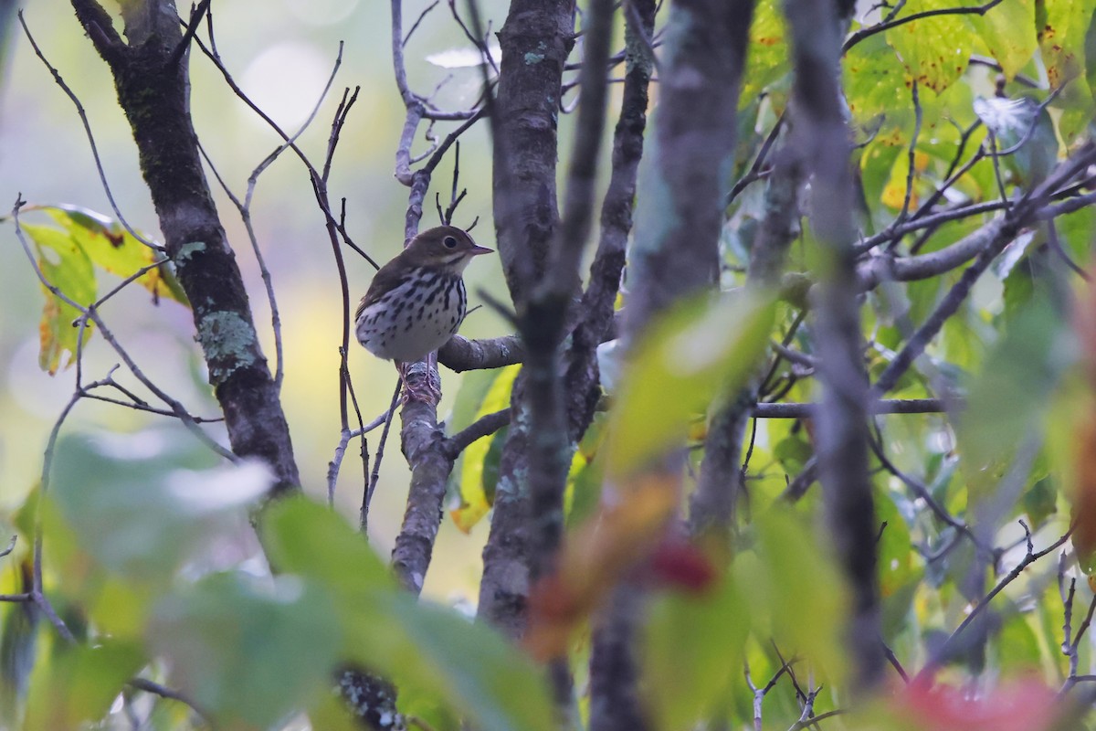 Ovenbird - ML642668119