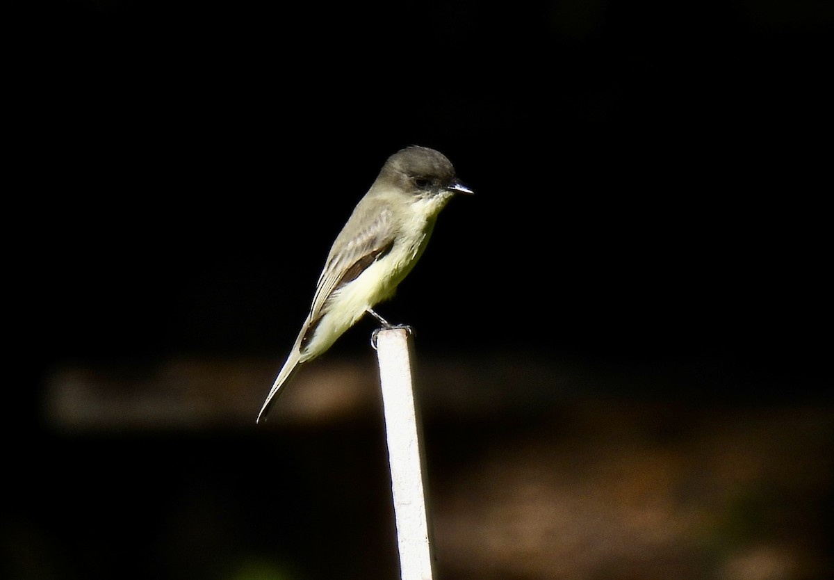 Eastern Phoebe - ML642668120