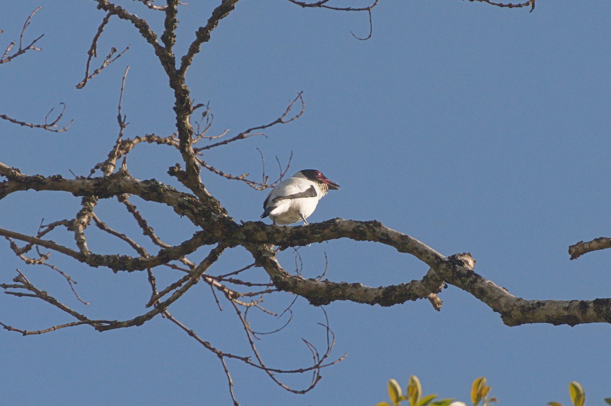 Бекарда велика - ML642668135