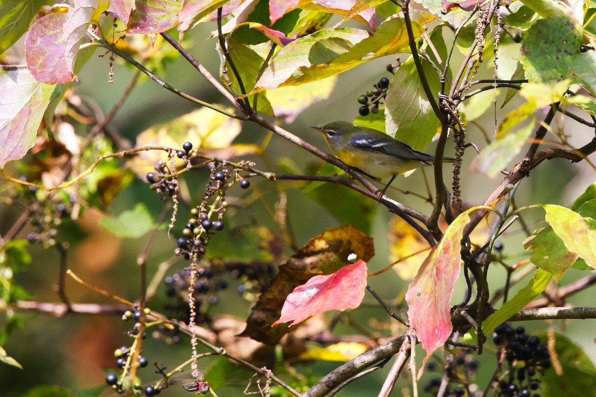 Northern Parula - ML642668148