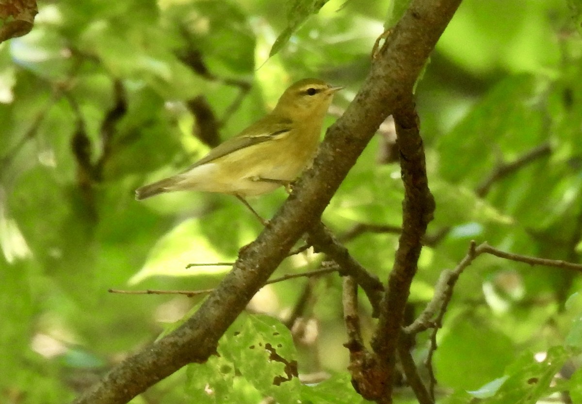 Tennessee Warbler - ML642668149