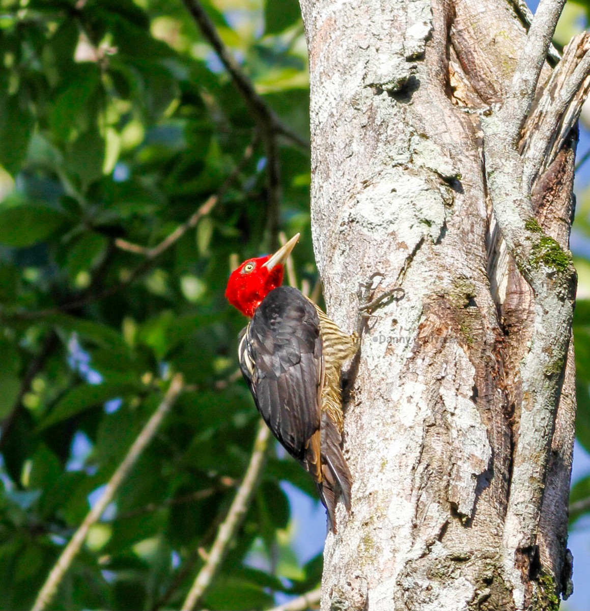 Pale-billed Woodpecker - ML642668151