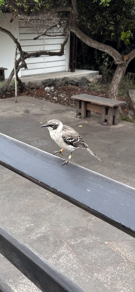 Galapagos Mockingbird - ML642668156