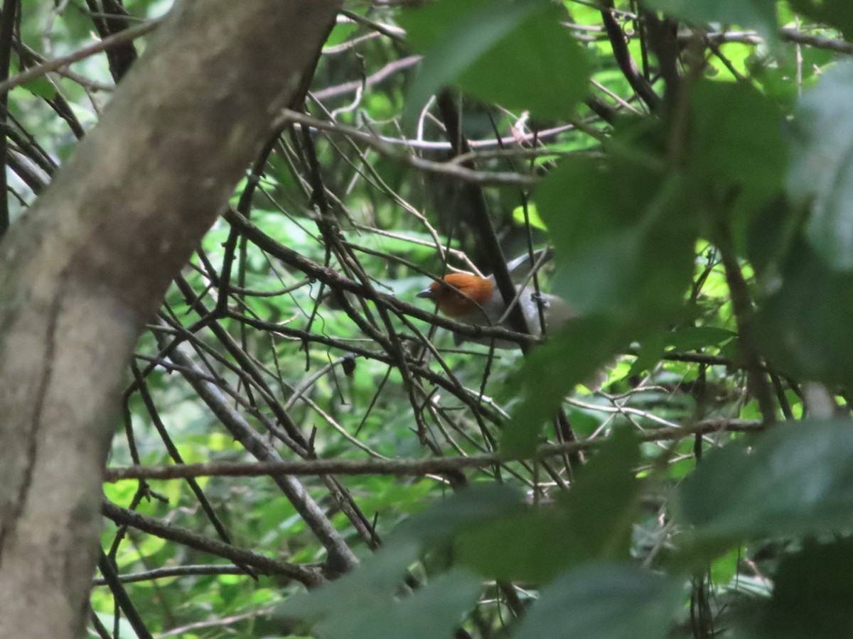 Fulvous-headed Tanager - ML642668160