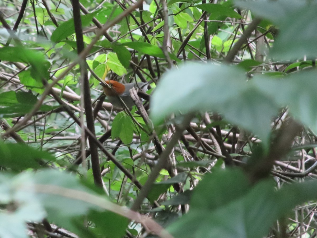 Fulvous-headed Tanager - ML642668161