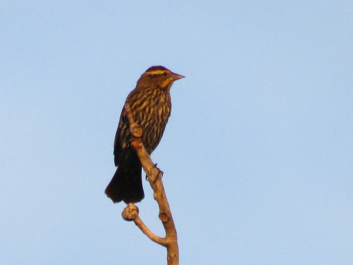 Red-winged Blackbird - ML642668163