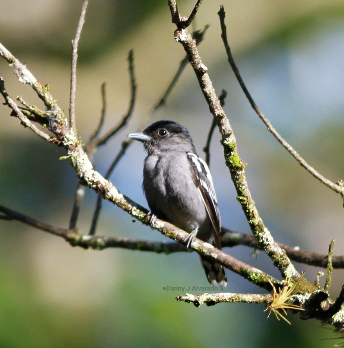 White-winged Becard - ML642668164