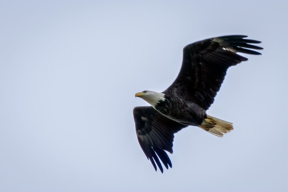 Bald Eagle - ML642668181