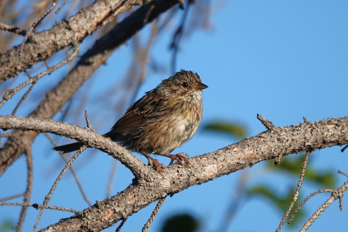 Lincoln's Sparrow - ML642668183