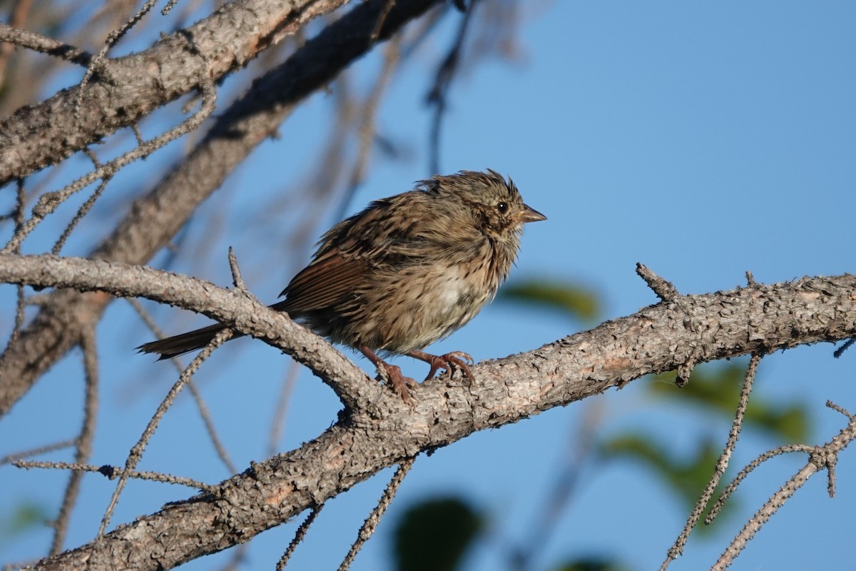 Lincoln's Sparrow - ML642668184