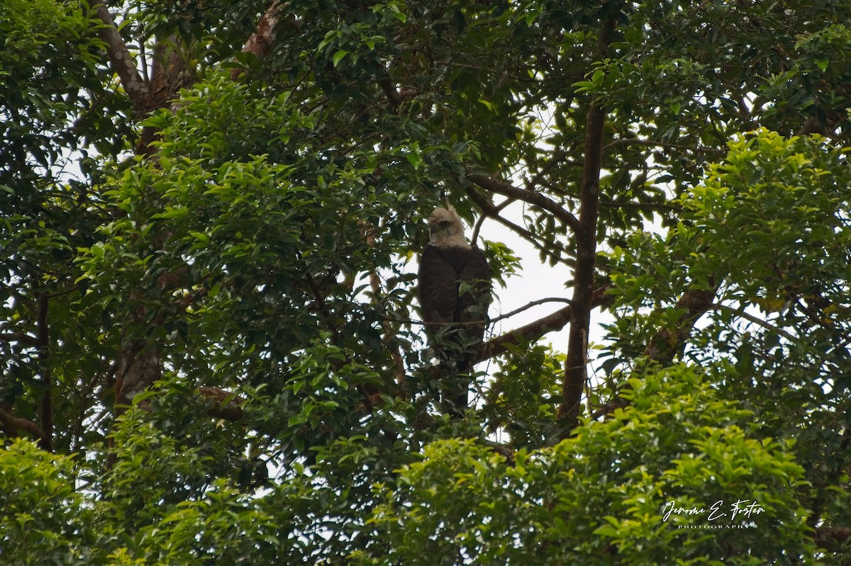 Ornate Hawk-Eagle - ML642668186