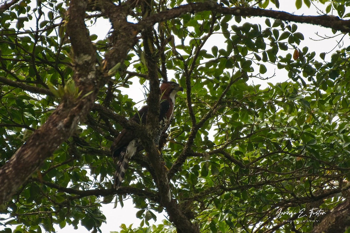 Ornate Hawk-Eagle - ML642668187