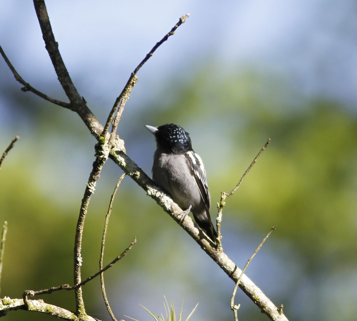 White-winged Becard - ML642668188