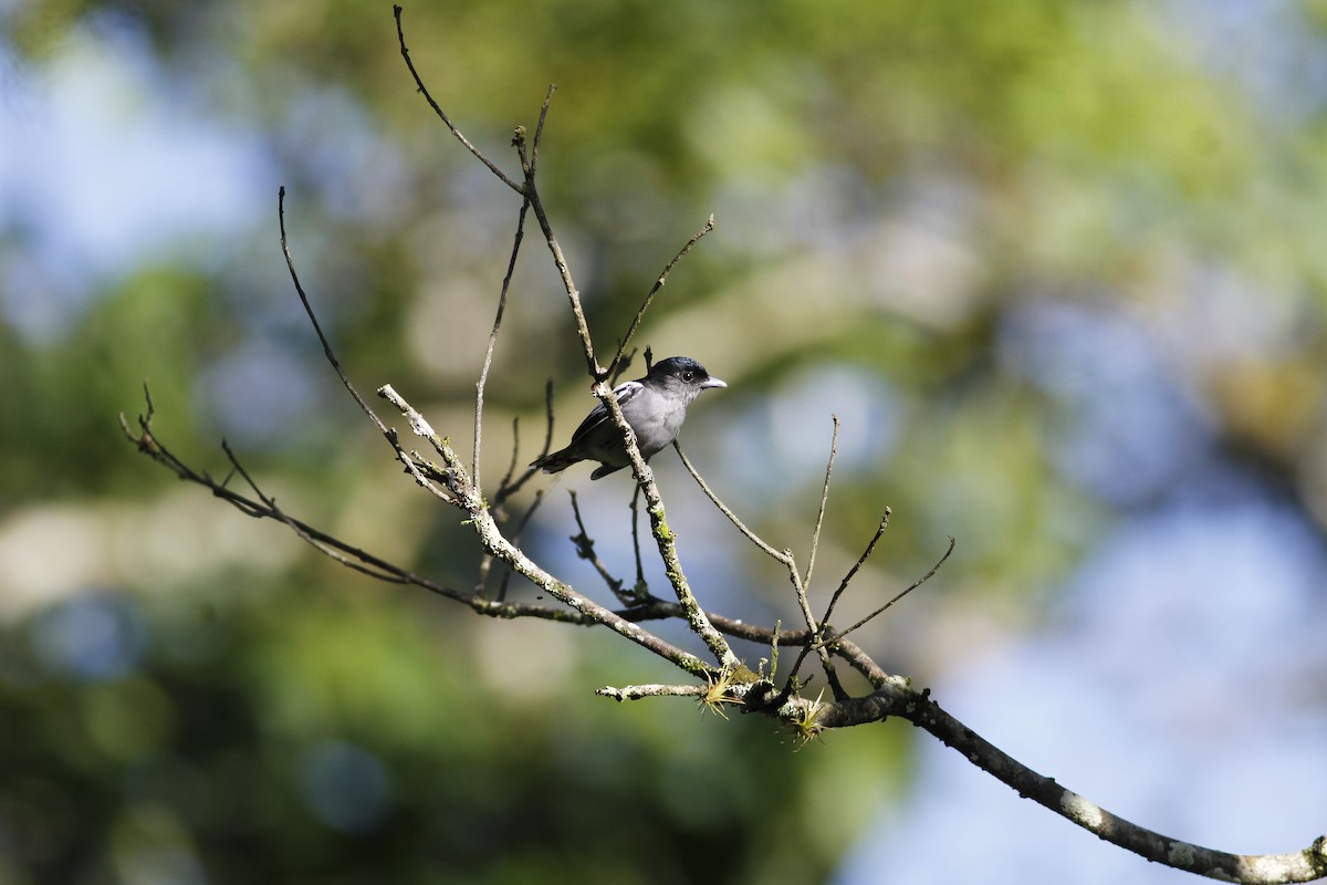 White-winged Becard - ML642668189