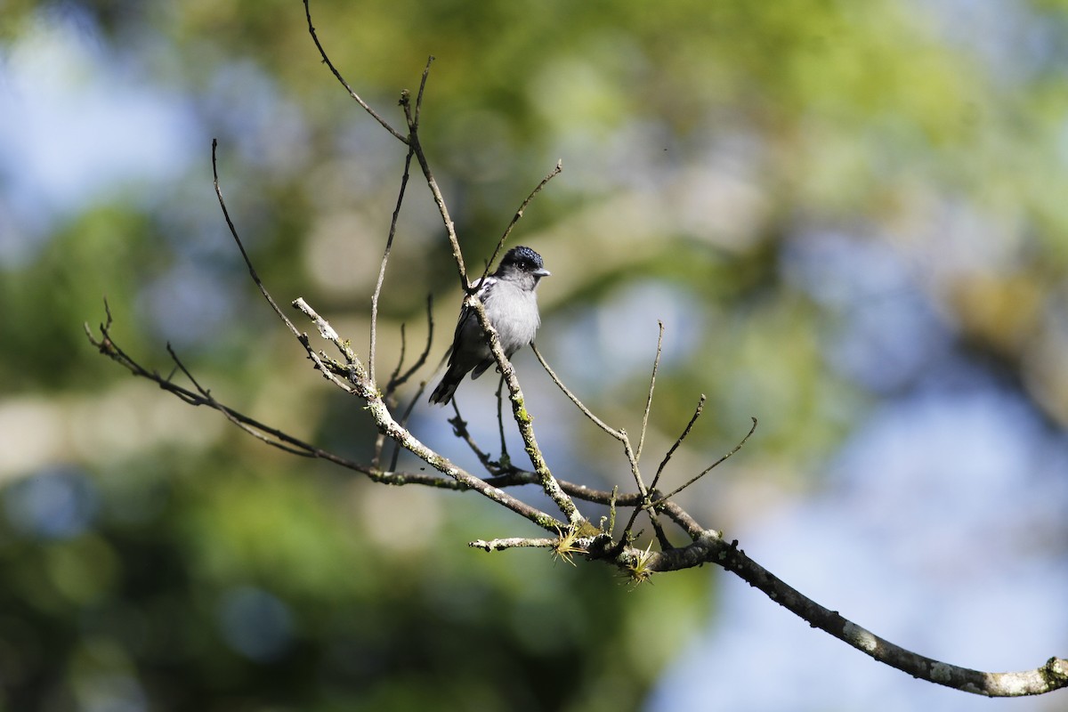 White-winged Becard - ML642668192