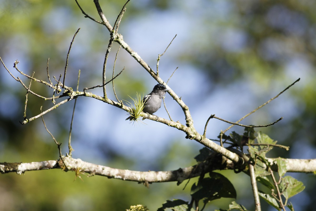 White-winged Becard - ML642668193