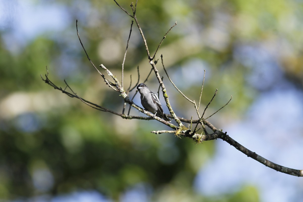 White-winged Becard - ML642668195