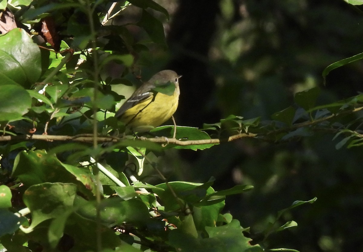 Magnolia Warbler - ML642668210