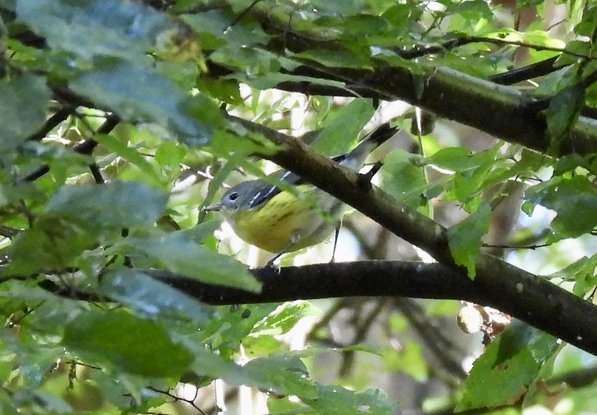 Magnolia Warbler - ML642668211