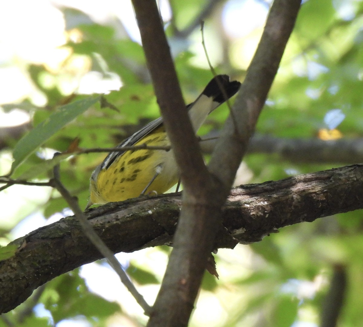 Magnolia Warbler - ML642668213