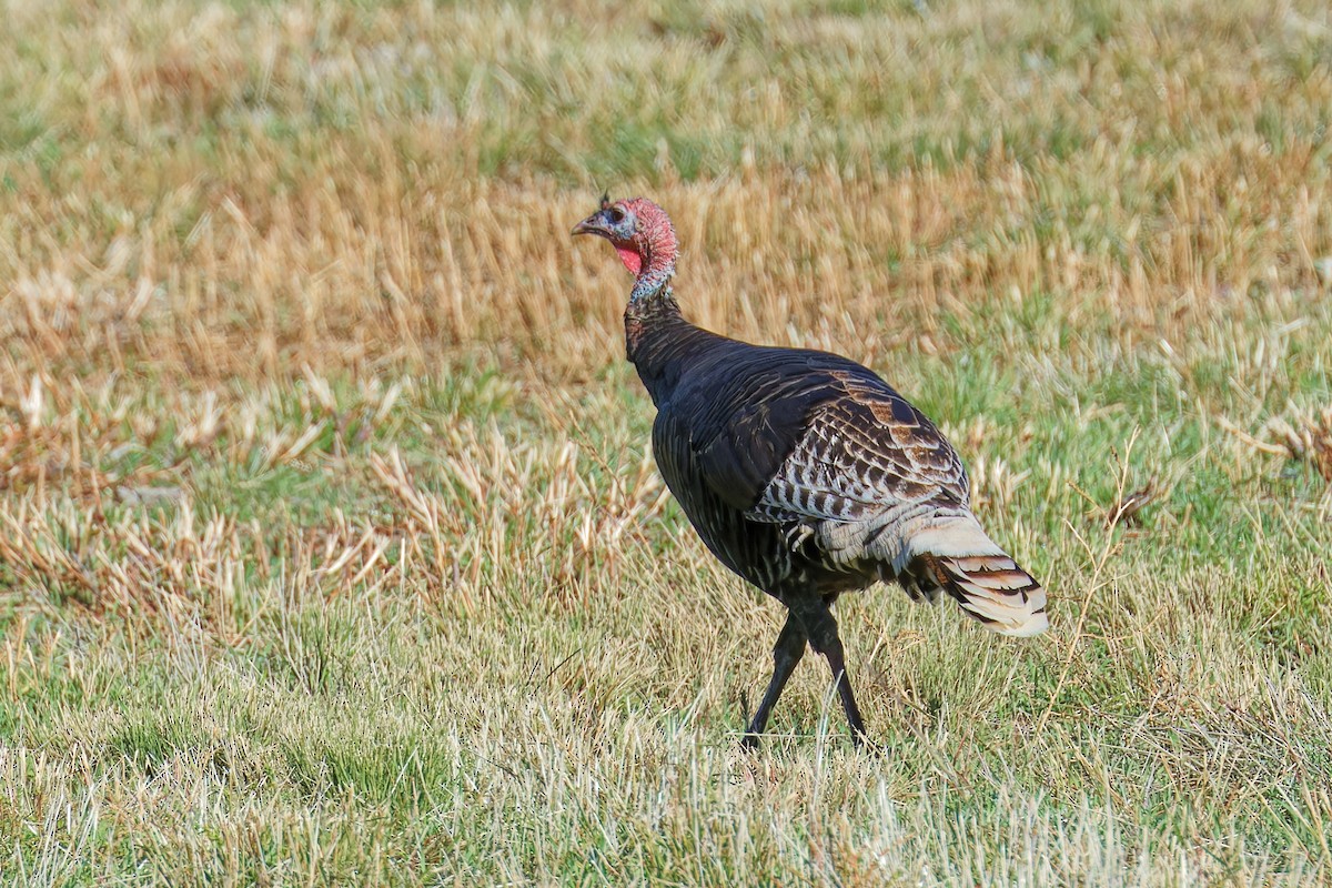 Wild Turkey - ML642668236