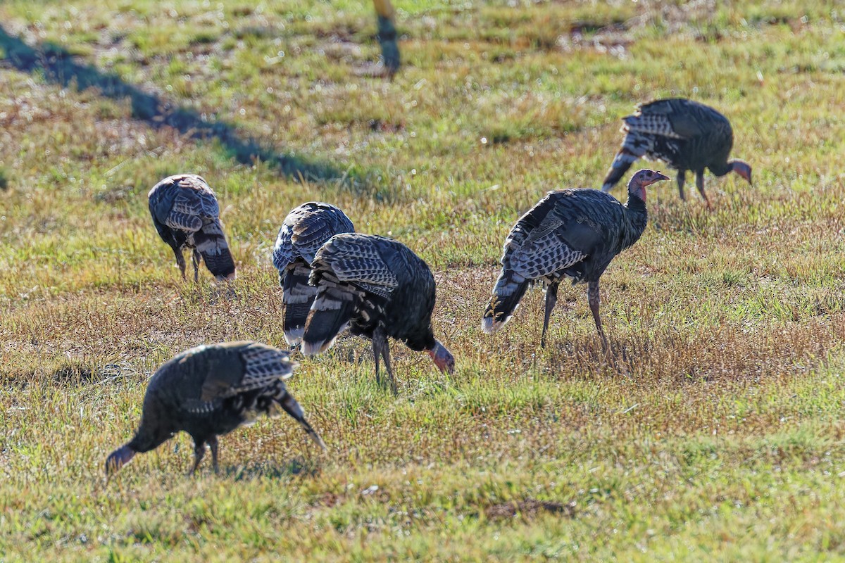 Wild Turkey - ML642668237