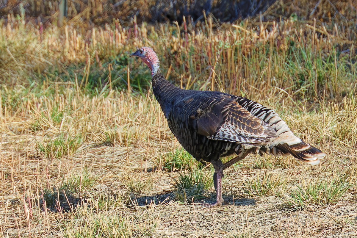 Wild Turkey - ML642668238