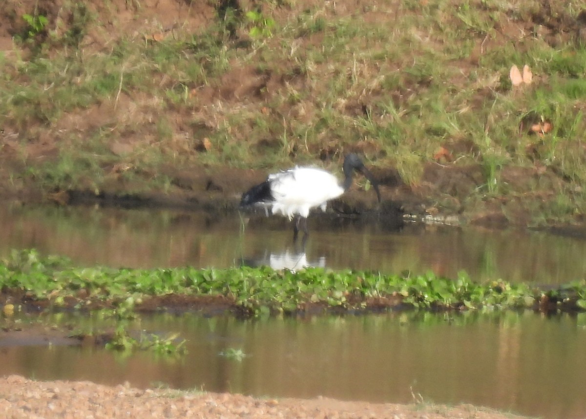 ibis posvátný - ML642668240