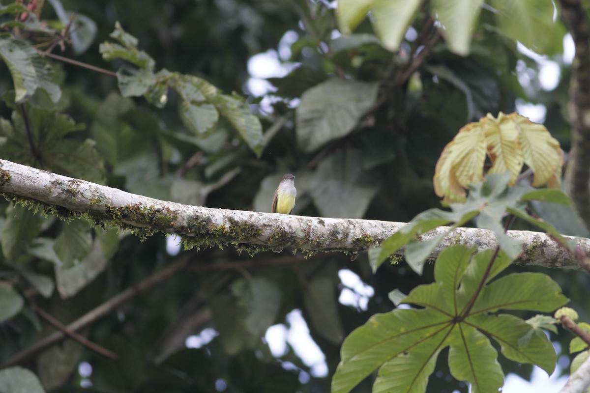 Dusky-capped Flycatcher - ML642668261