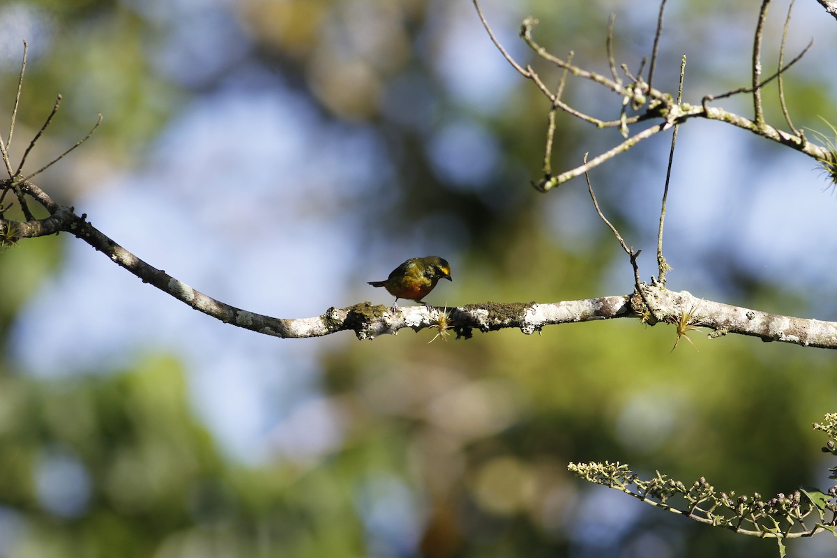 Olive-backed Euphonia - ML642668293