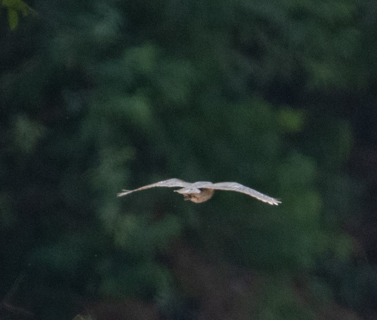 Eurasian Scops-Owl - ML642668299