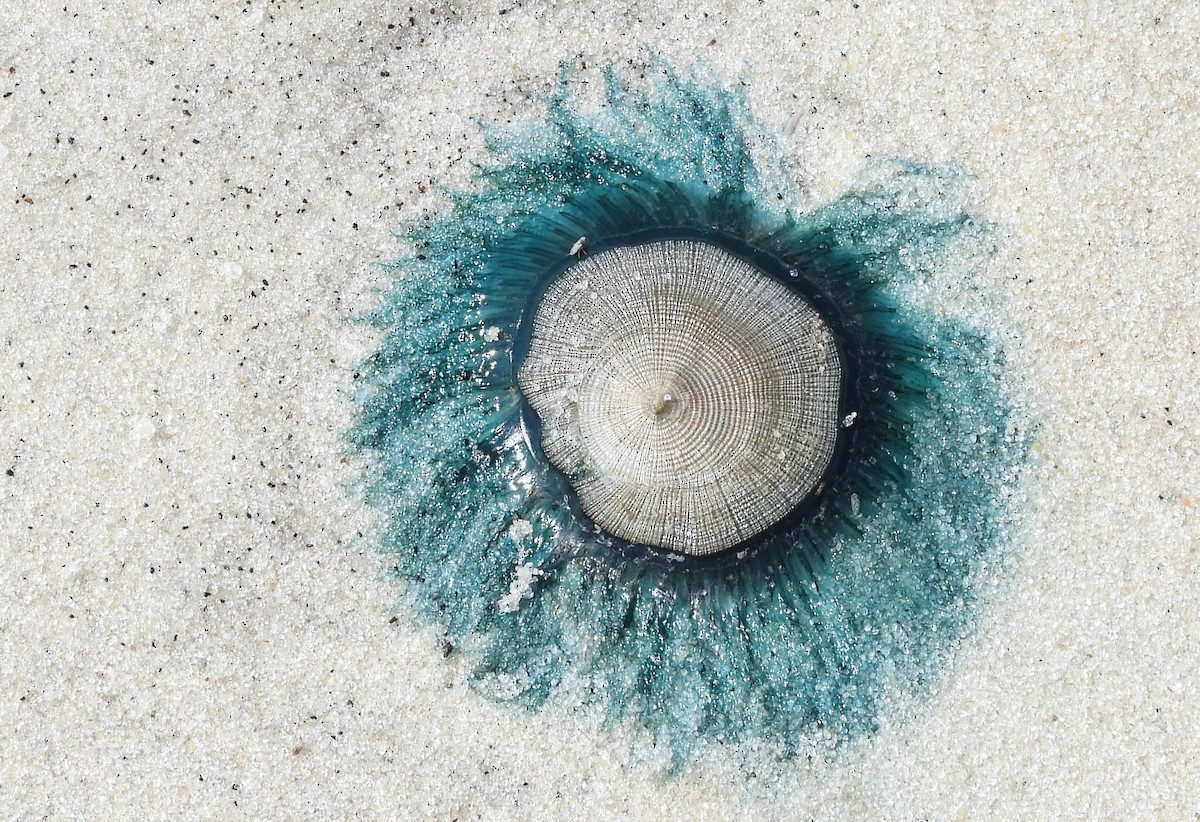 Animals - ML642668306