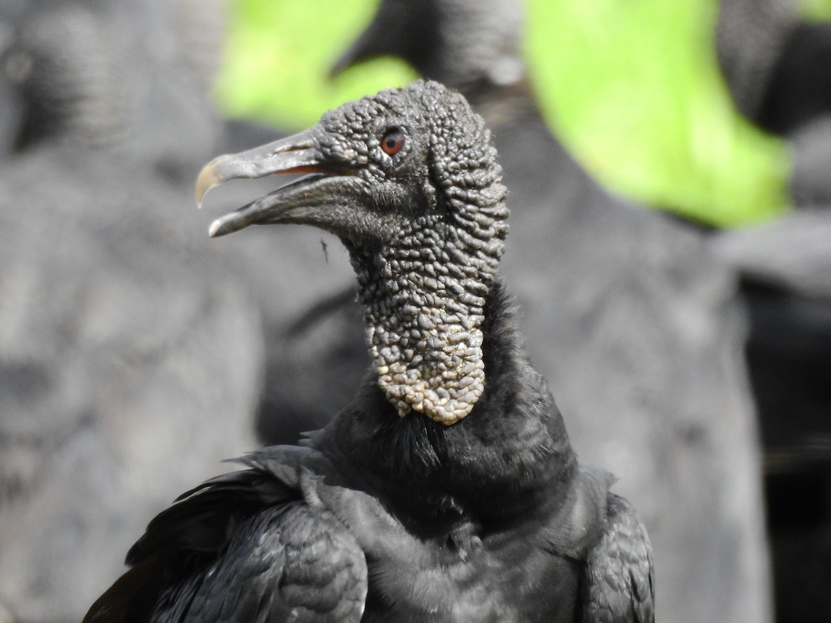 Black Vulture - ML642668308