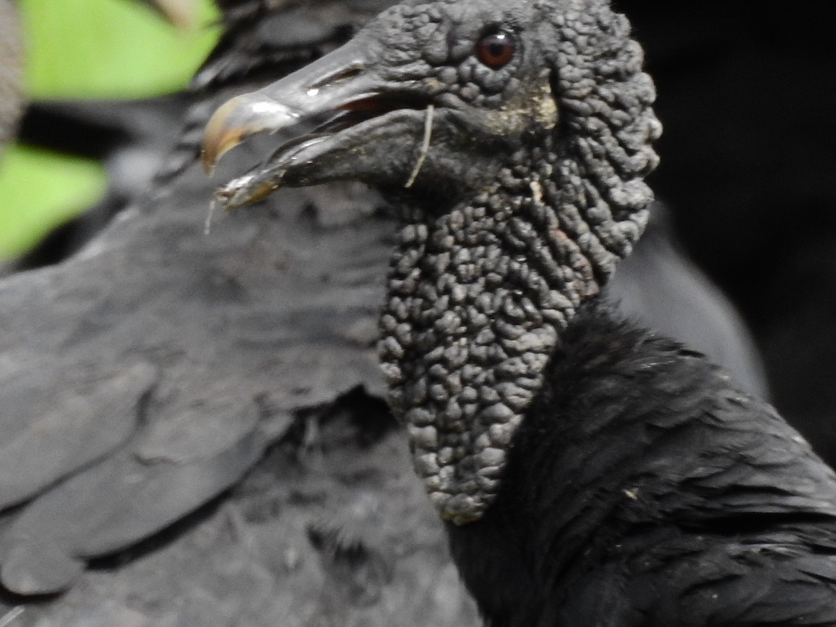 Black Vulture - ML642668309