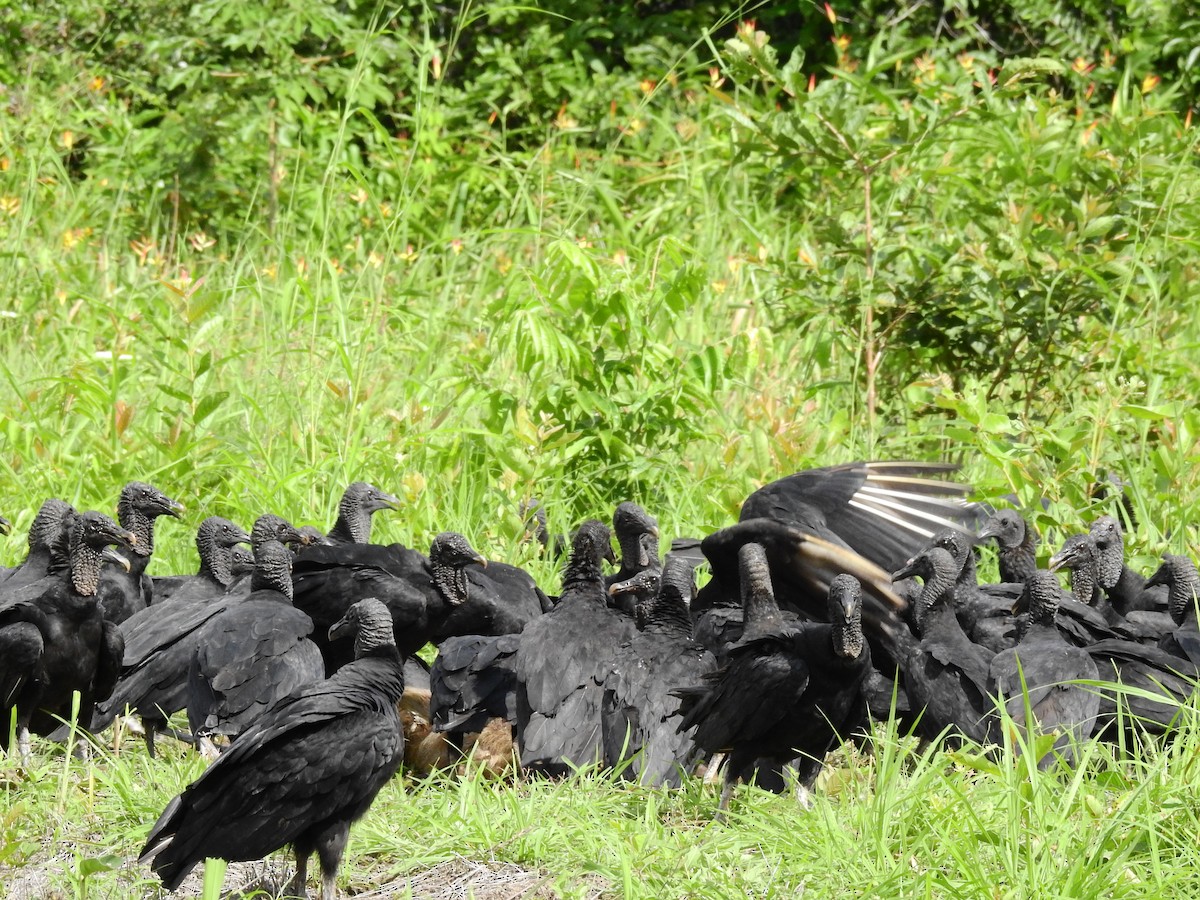 Black Vulture - ML642668310