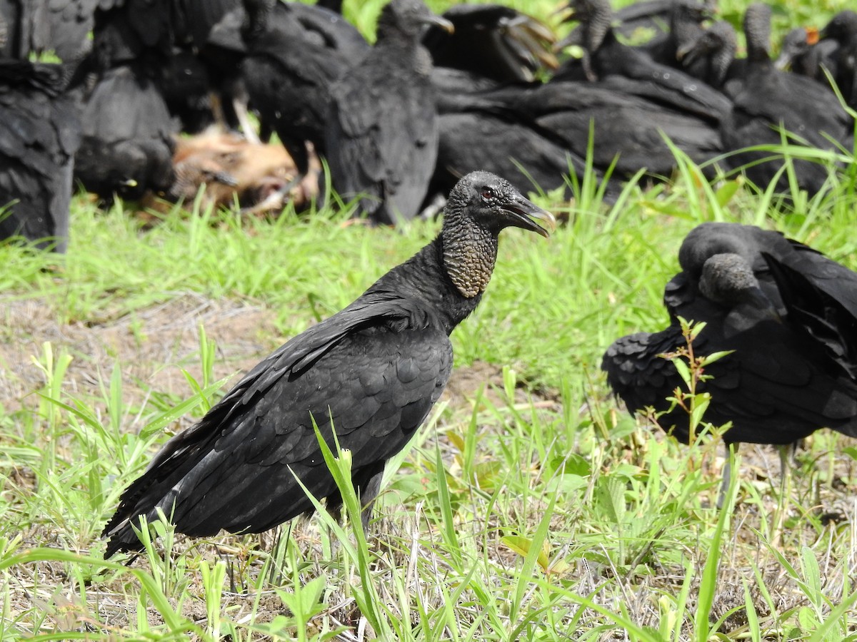 Black Vulture - ML642668312