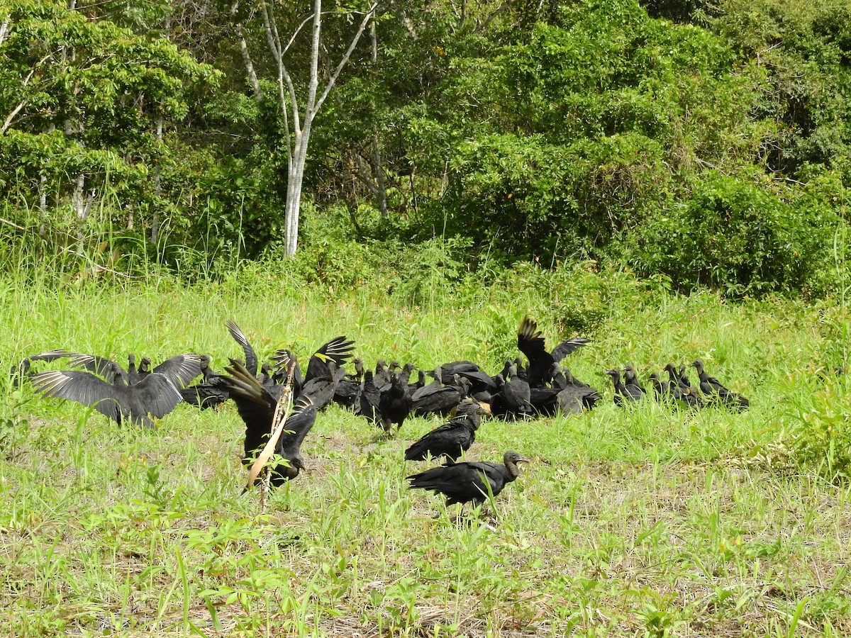 Black Vulture - ML642668313