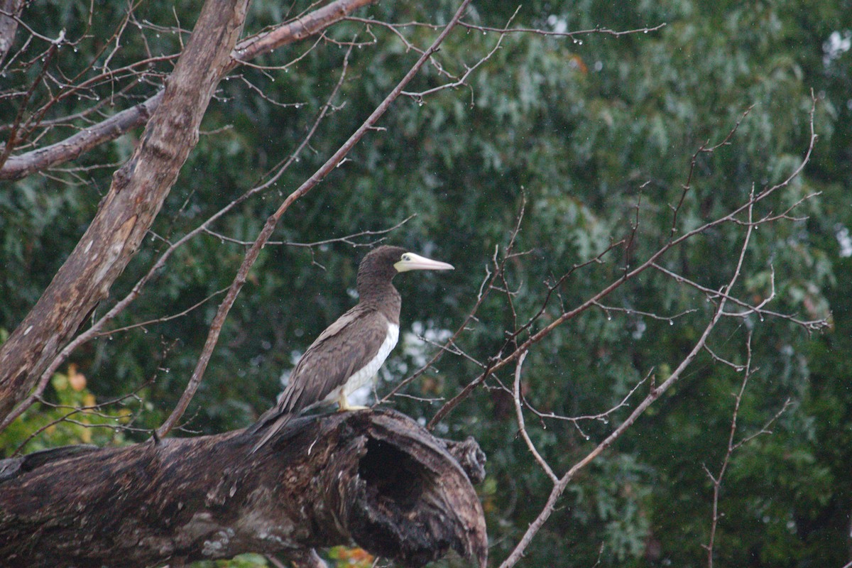 Brown Booby - ML642668325