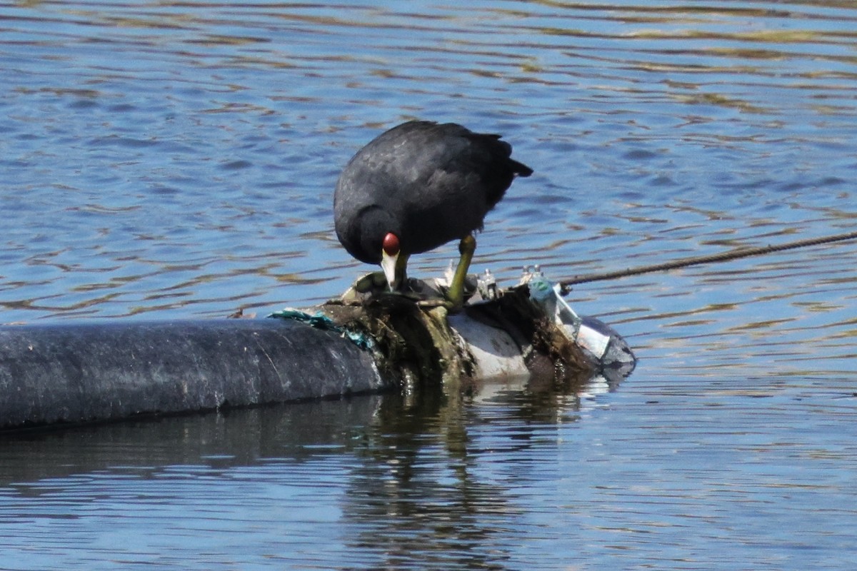 Hawaiian Coot (Red-shielded) - ML642668364