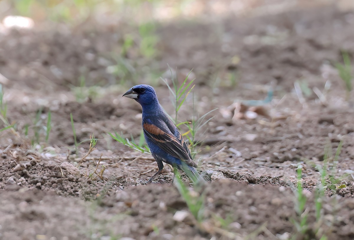 Blue Grosbeak - ML642668387