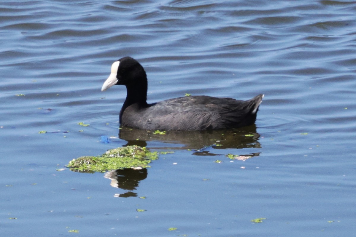Hawaiian Coot (White-shielded) - ML642668388
