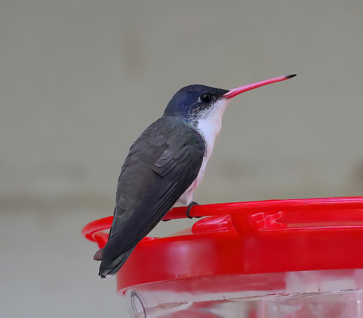 Violet-crowned Hummingbird - ML642668398