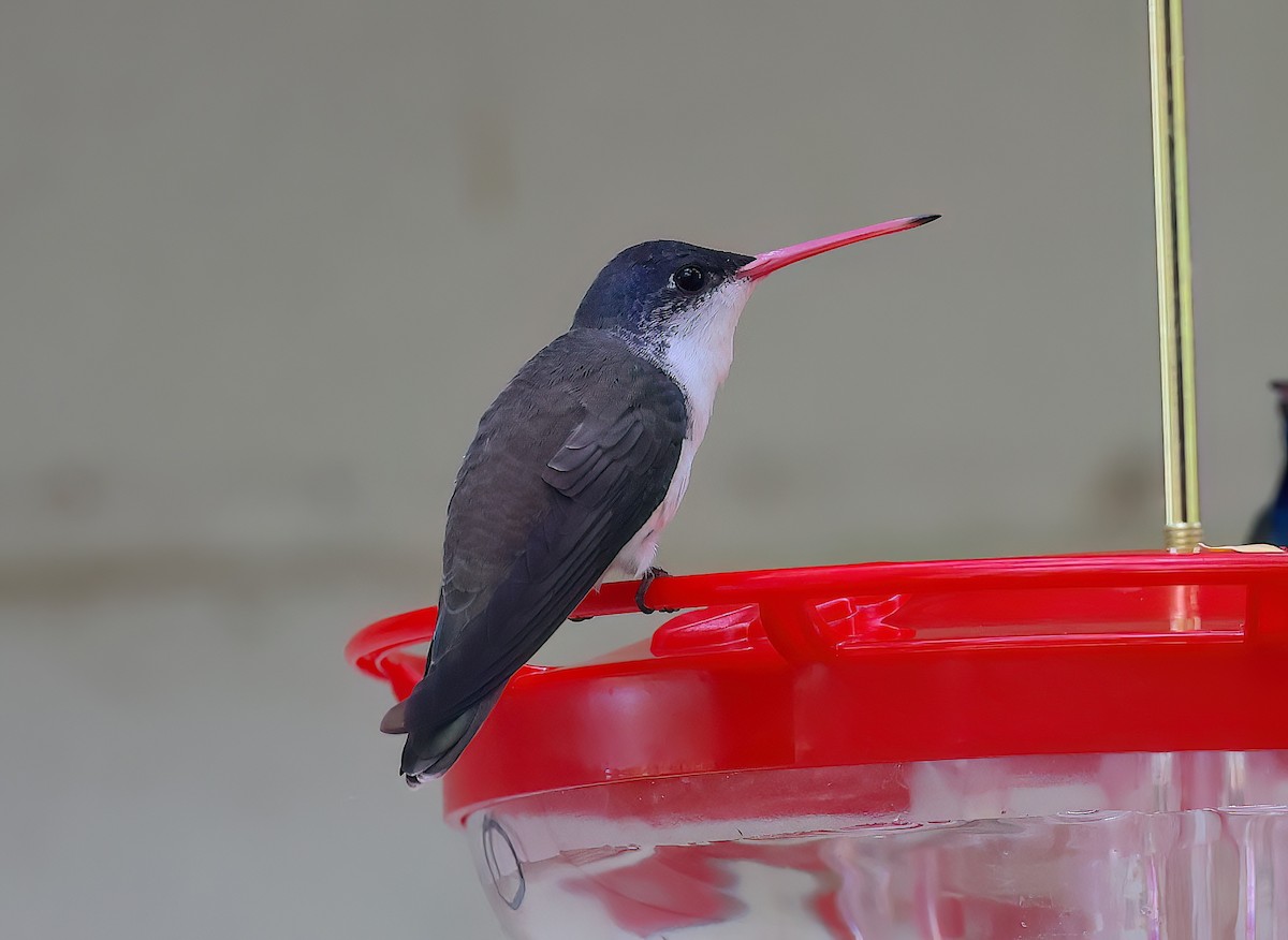 Violet-crowned Hummingbird - ML642668399