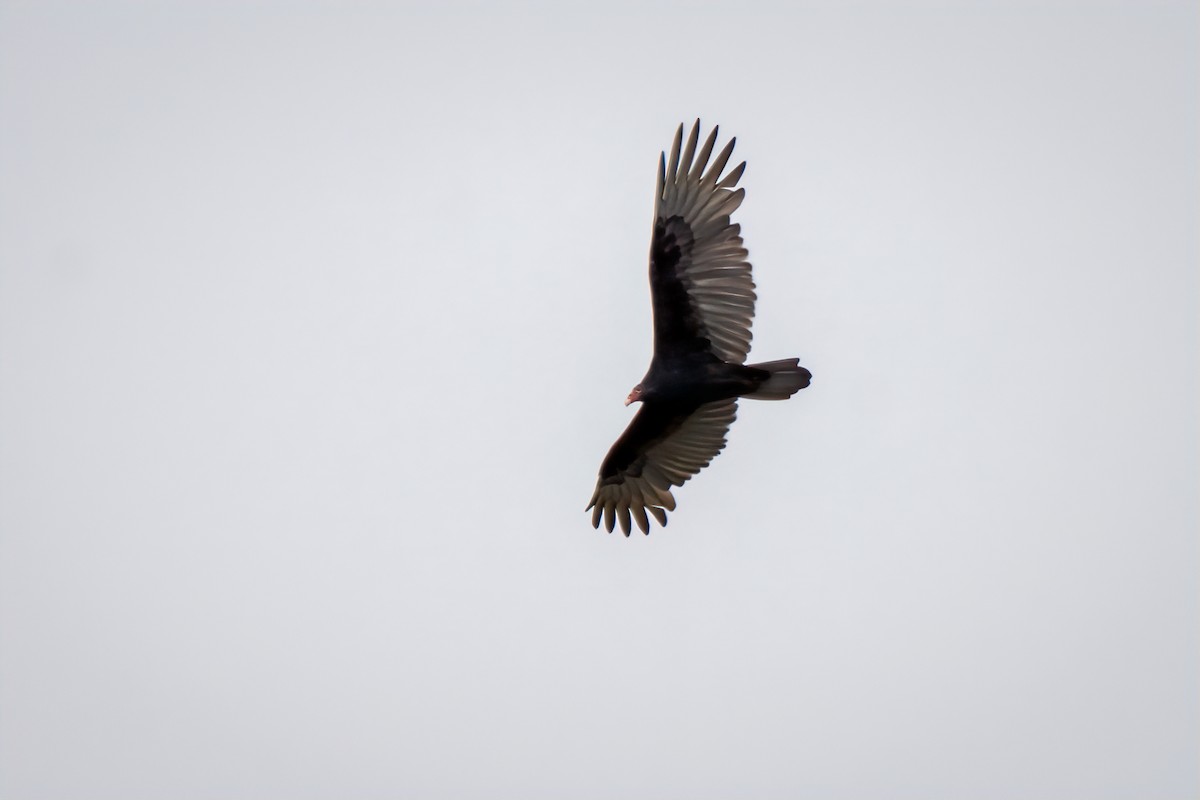 Turkey Vulture - ML642668402