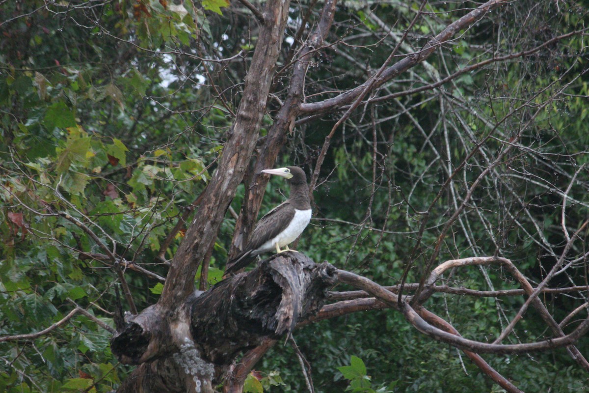Brown Booby - ML642668412