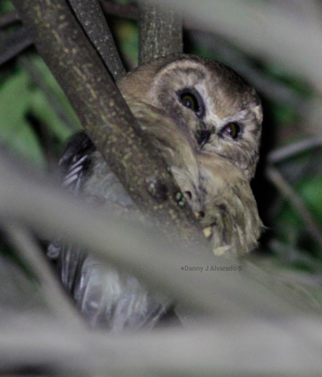 Ridgwaykauz - ML642668424