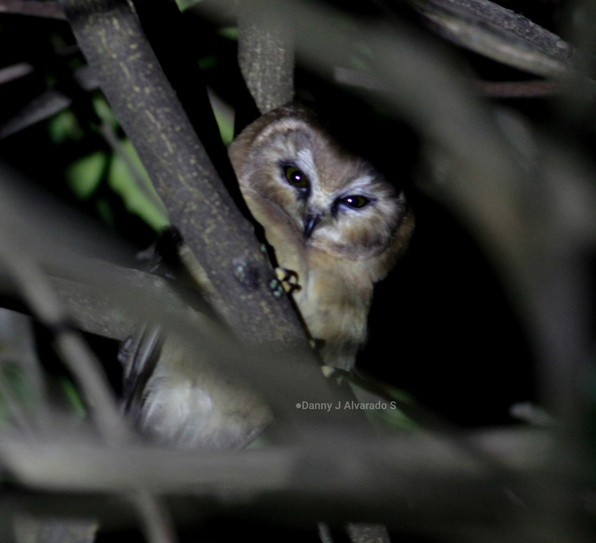 Ridgwaykauz - ML642668425