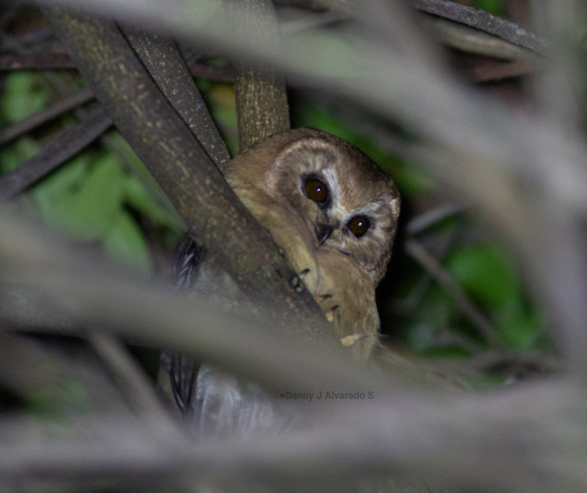 Ridgwaykauz - ML642668427